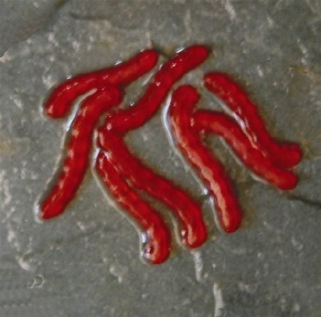 gusanos sangre enterprise 3