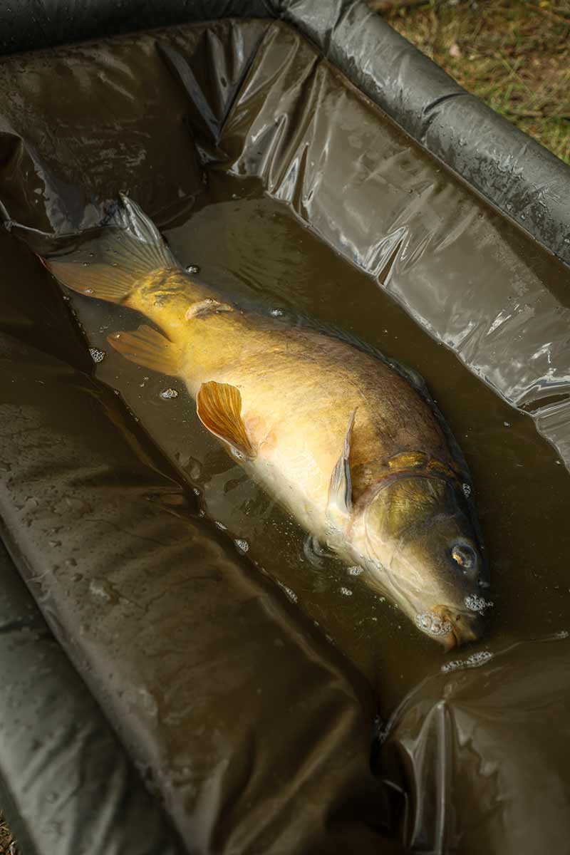 Cradle Fox Carpmaster