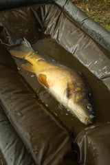 Cradle Fox Carpmaster