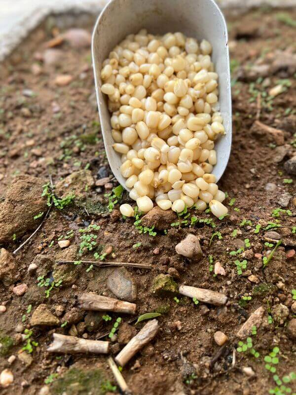 White Corn Particles For Fishing 3 kg