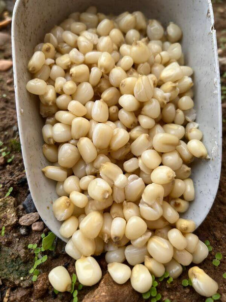 White Corn Particles For Fishing 3 kg