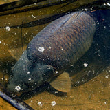 Landing net Nash Scope Black Ops