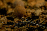 Wafters Sticky Krill 16 mm 1