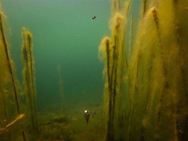 kit flotante edges zig carpfishing 10