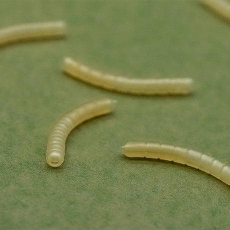 Magoliner Curve OMC Dazzlers S - Tienda Carpfishing