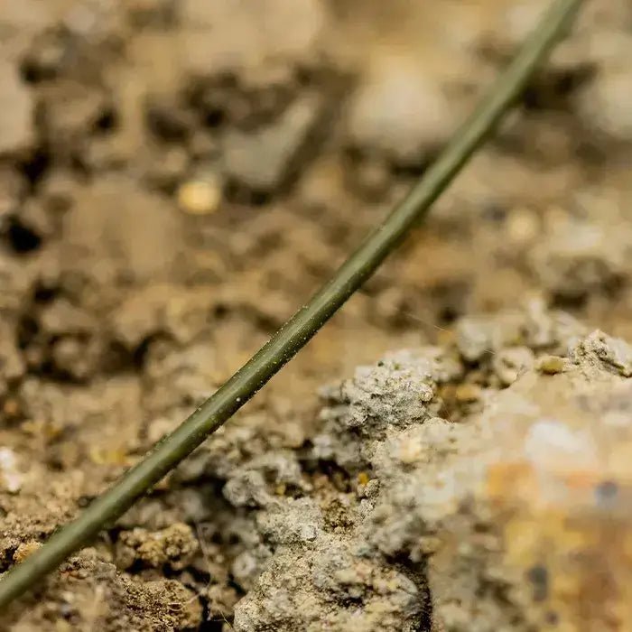 Puente OMC Blend Big Beast Fused Kevlar 85 Ib - Tienda Carpfishing