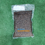 semilla canamon